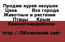 Продам курей несушек › Цена ­ 350 - Все города Животные и растения » Птицы   . Крым,Красногвардейское